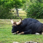 Guru Ghasidas National Park Korea Chhattisgarh का घना जंगल, वन्यजीवन और प्राकृतिक दृश्य