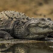 Kotmi Sonar Crocodile Park Chhattisgarh, Crocodile Sanctuary, Reservoir with 200 Crocodiles, Wildlife Protection, Eco-tourism in Chhattisgarh